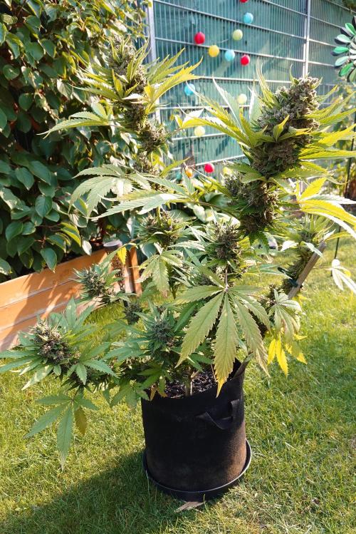 Banana Purple Auto. Week 11