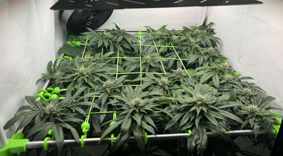 The Tropical Ice Cream One. Week 11