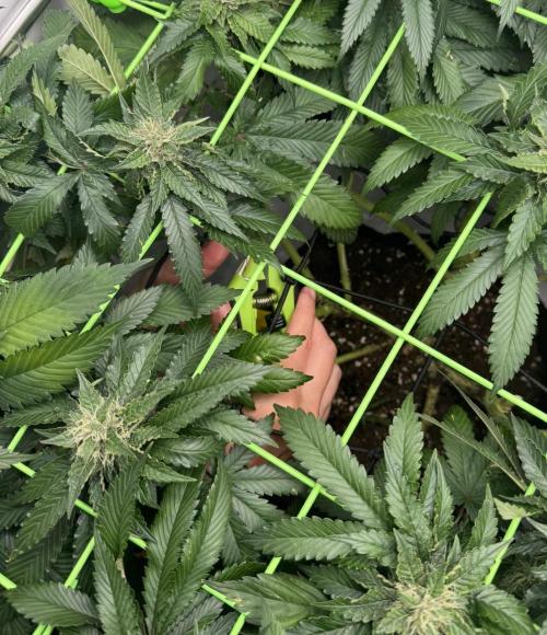The Tropical Ice Cream One. Week 11