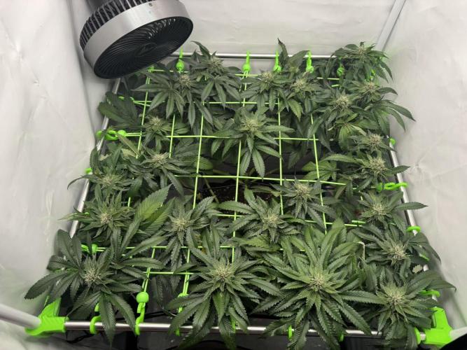 The Tropical Ice Cream One. Week 11