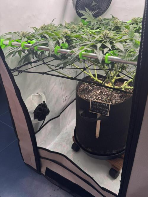 The Tropical Ice Cream One. Week 11