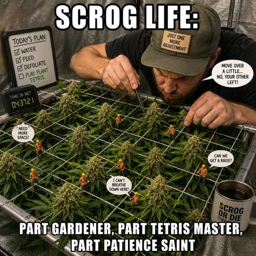 Super Sativa Seed Club - The Tropical Ice Cream One by SundancerS