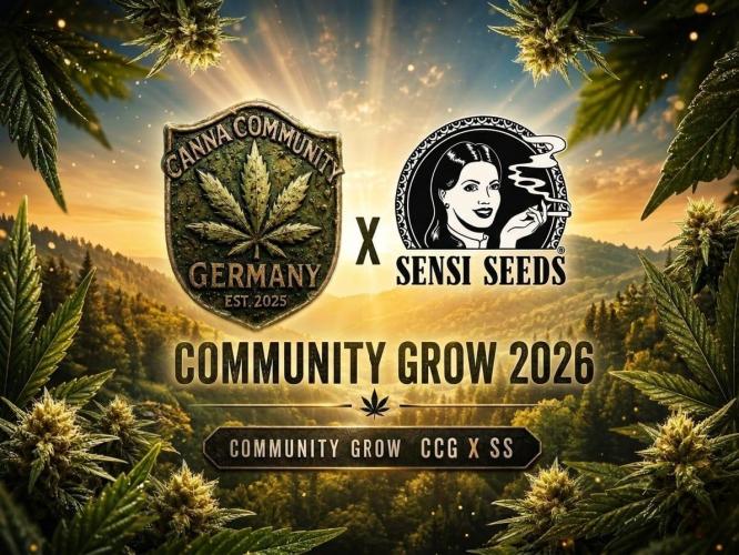 White Diesel Haze Auto-Sensi Seeds - CCG. Week 0