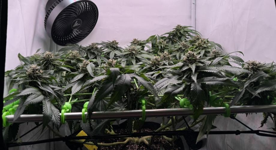 The Tropical Ice Cream One. Week 12