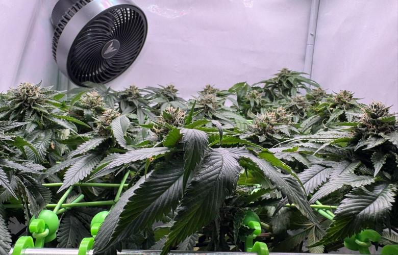 The Tropical Ice Cream One. Week 12