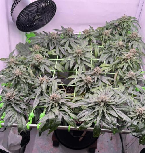 The Tropical Ice Cream One. Week 12
