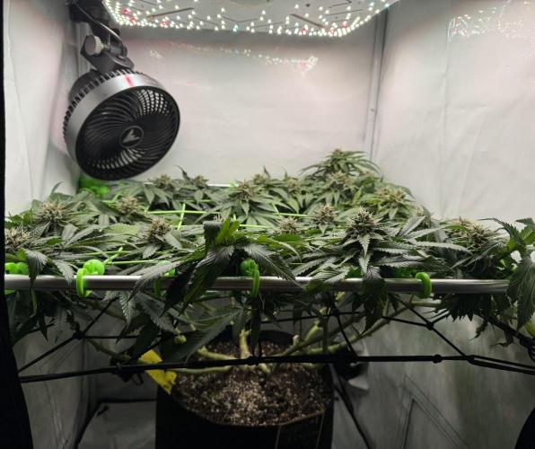 The Tropical Ice Cream One. Week 12