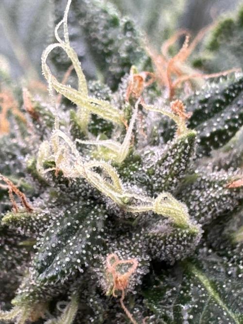 The Tropical Ice Cream One. Week 12