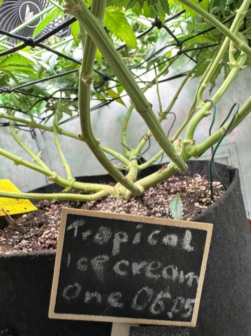 The Tropical Ice Cream One. Week 12