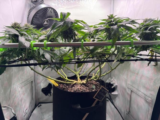 The Tropical Ice Cream One. Week 12