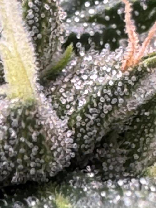 The Tropical Ice Cream One. Week 12