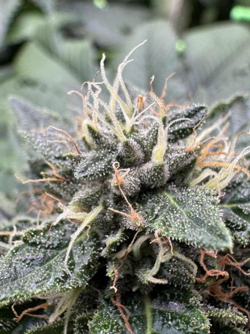 The Tropical Ice Cream One. Week 12