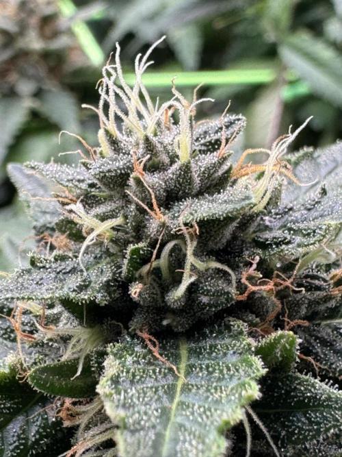 The Tropical Ice Cream One. Week 12