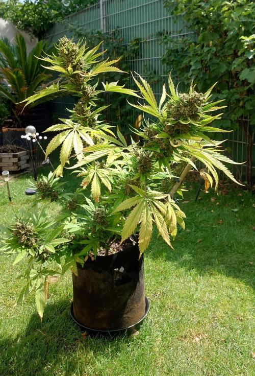 Banana Purple Auto. Week 12