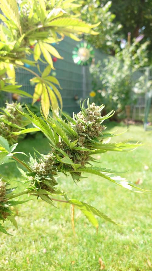 Banana Purple Auto. Week 12