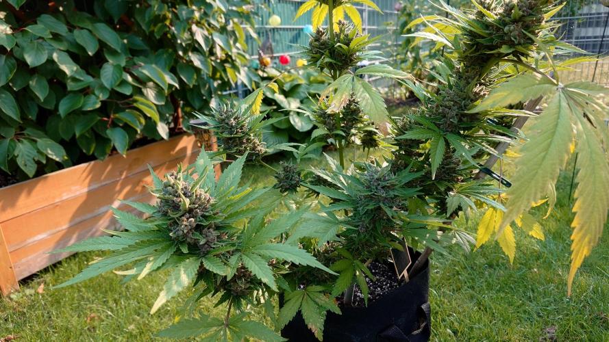 Banana Purple Auto. Week 12
