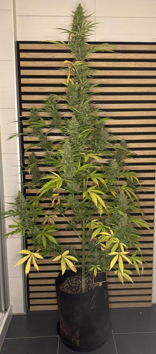 Pink Rozay Auto. Week 14