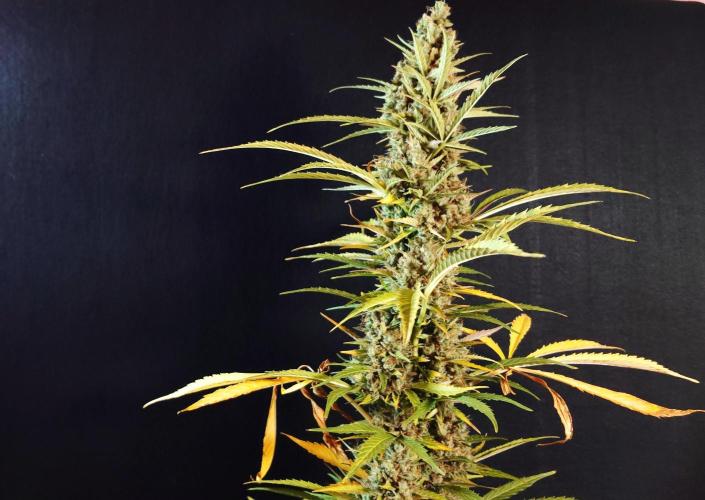 Pink Rozay Auto. Week 14