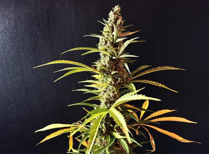 Pink Rozay Auto. Week 14