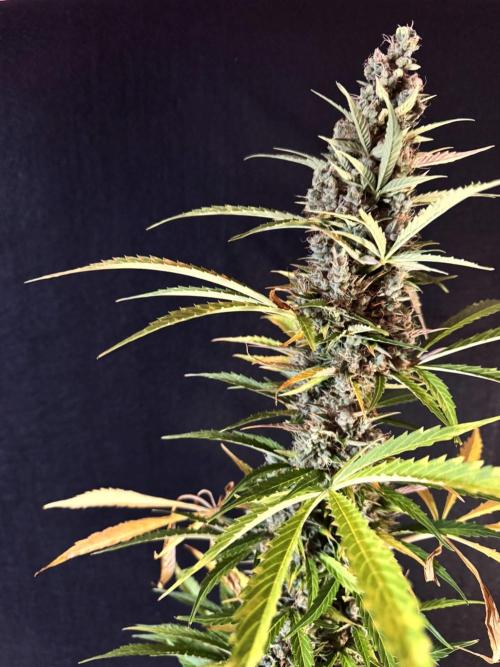 Pink Rozay Auto. Week 14