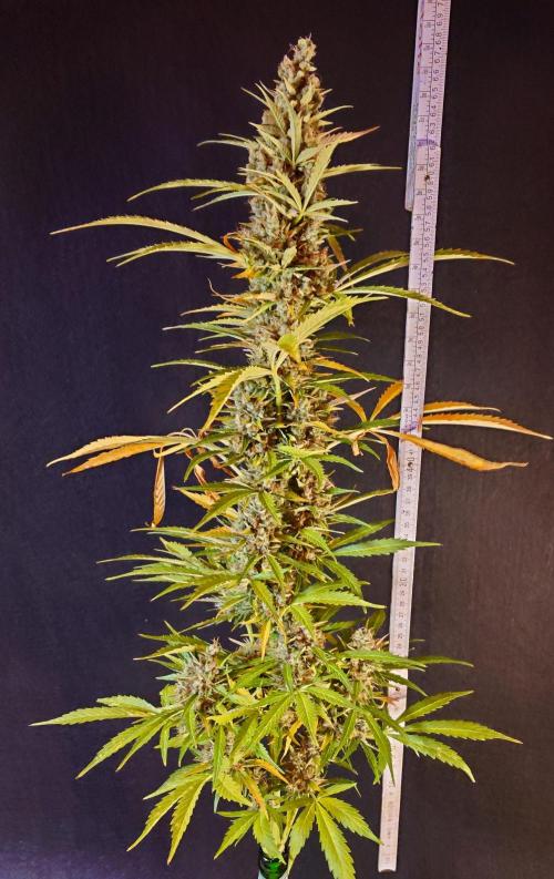 Pink Rozay Auto. Week 14 - Main Bud: 68cm!!