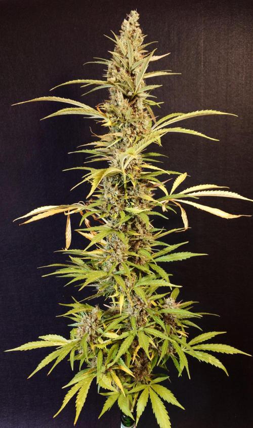 Pink Rozay Auto. Week 14