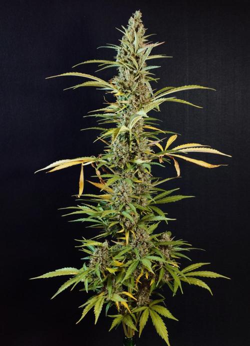 Pink Rozay Auto. Week 14