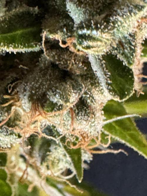 Pink Rozay Auto. Week 14