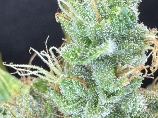 Pink Rozay Auto. Week 14