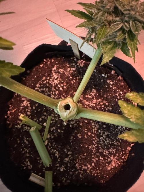 Pink Rozay Auto. Week 14 - :o

