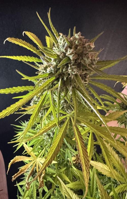 Green Crack F1 Auto. Week 14