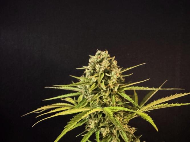 Green Crack F1 Auto. Week 14