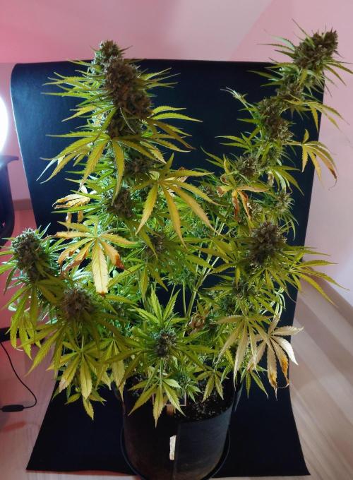 Green Crack F1 Auto. Week 14