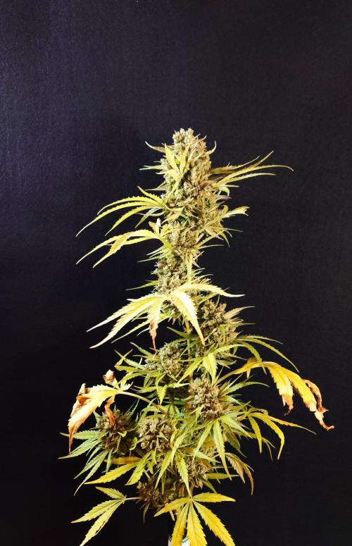 Green Crack F1 Auto. Week 14