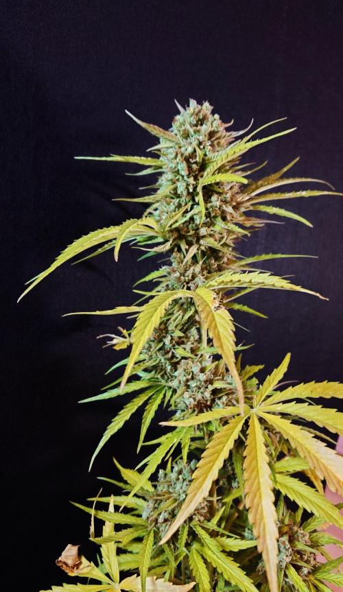 Green Crack F1 Auto. Week 14