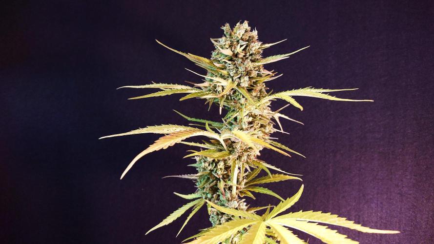 Green Crack F1 Auto. Week 14