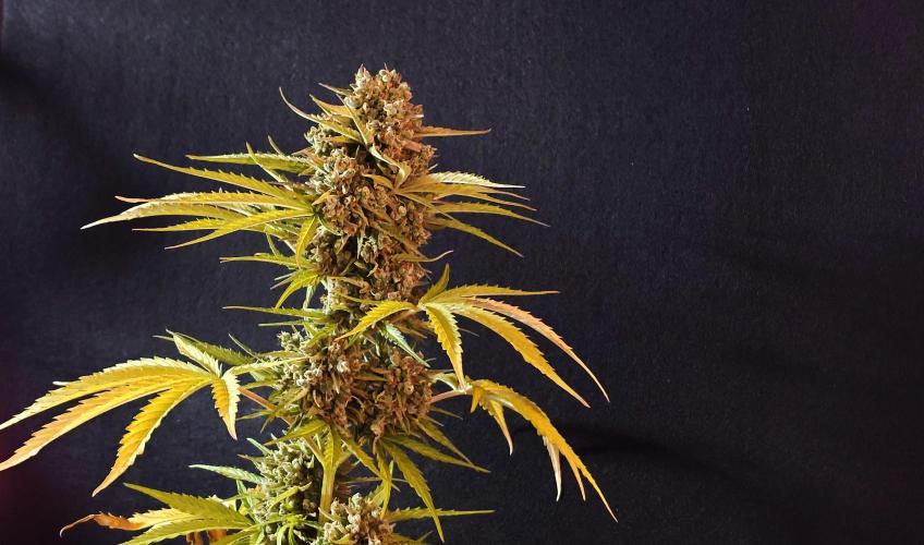 Green Crack F1 Auto. Week 14