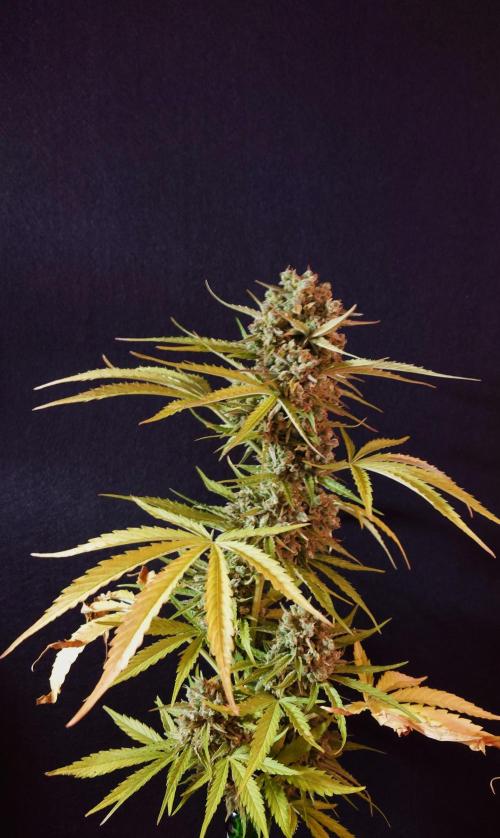 Green Crack F1 Auto. Week 14