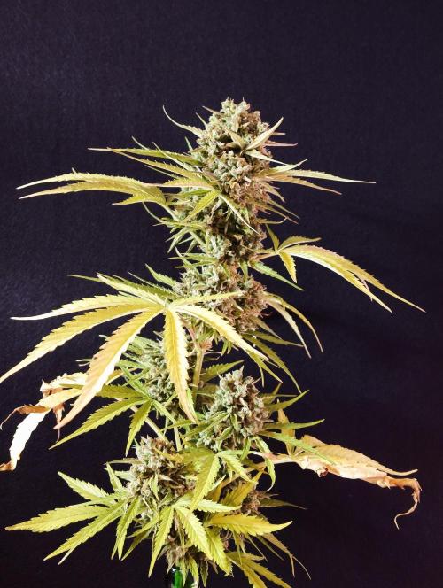 Green Crack F1 Auto. Week 14
