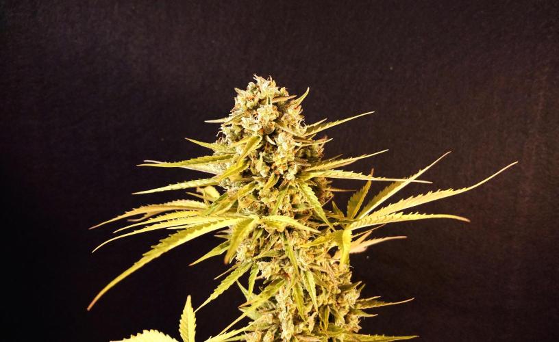 Green Crack F1 Auto. Week 14