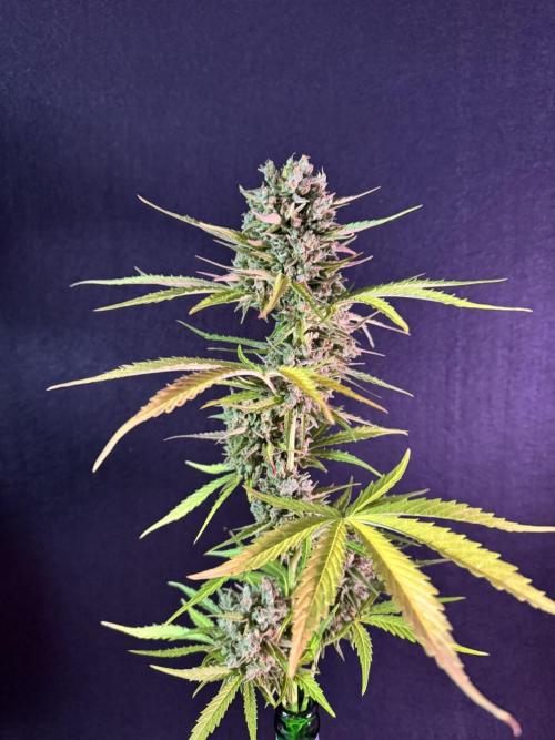 Green Crack F1 Auto. Week 14