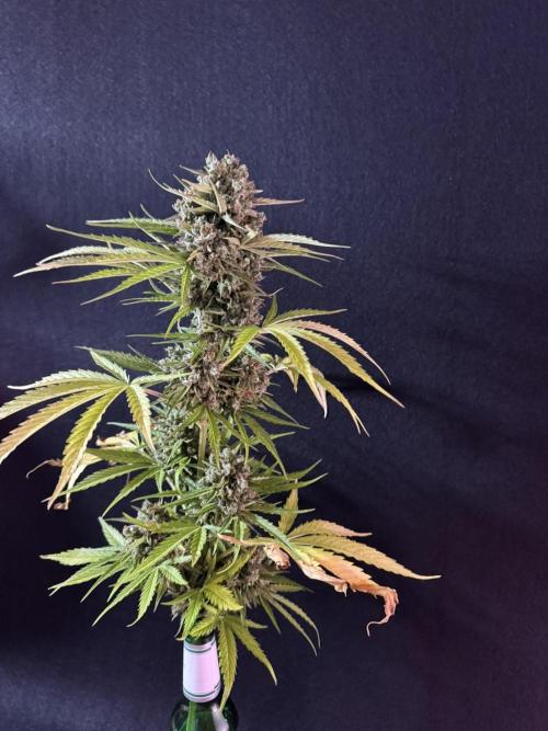 Green Crack F1 Auto. Week 14