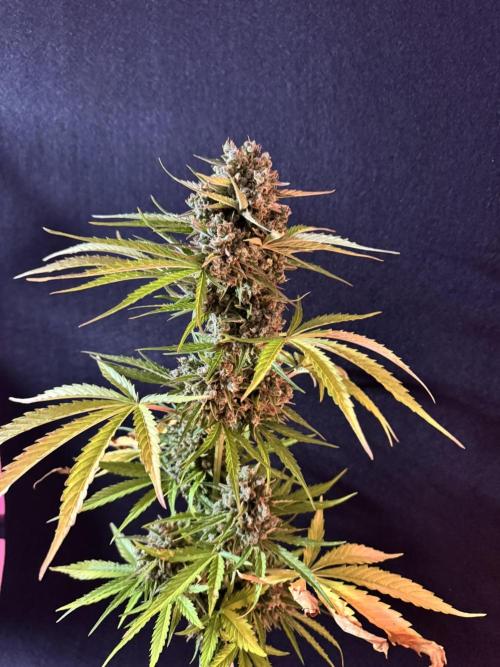 Green Crack F1 Auto. Week 14
