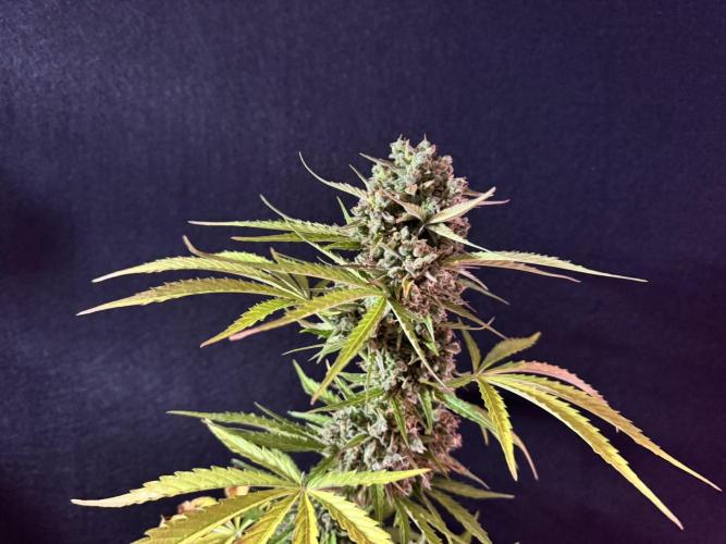Green Crack F1 Auto. Week 14