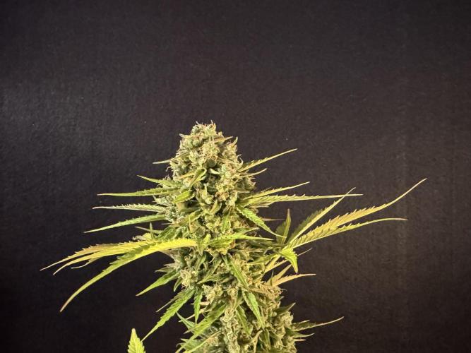 Green Crack F1 Auto. Week 14