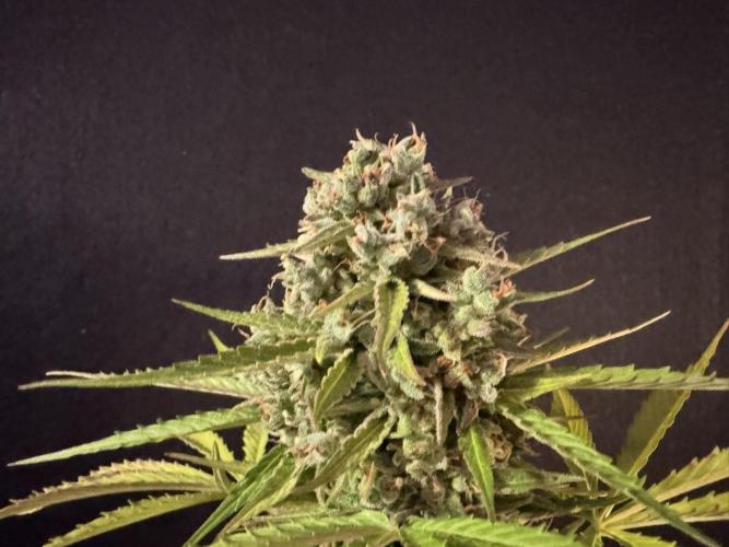 Green Crack F1 Auto. Week 14