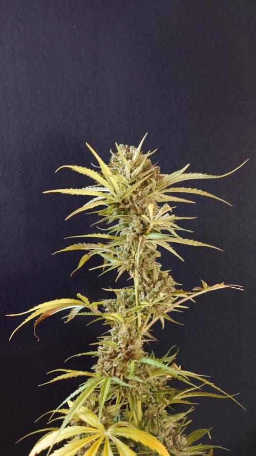 Green Crack F1 Auto. Week 14
