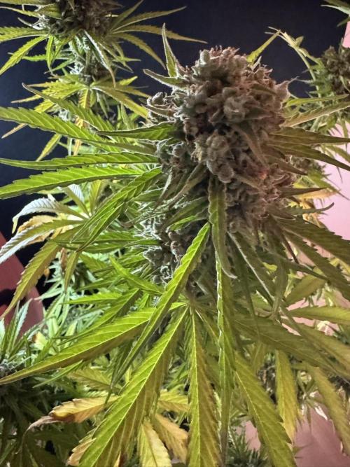 Green Crack F1 Auto. Week 14