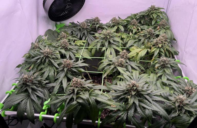 The Tropical Ice Cream One. Week 13