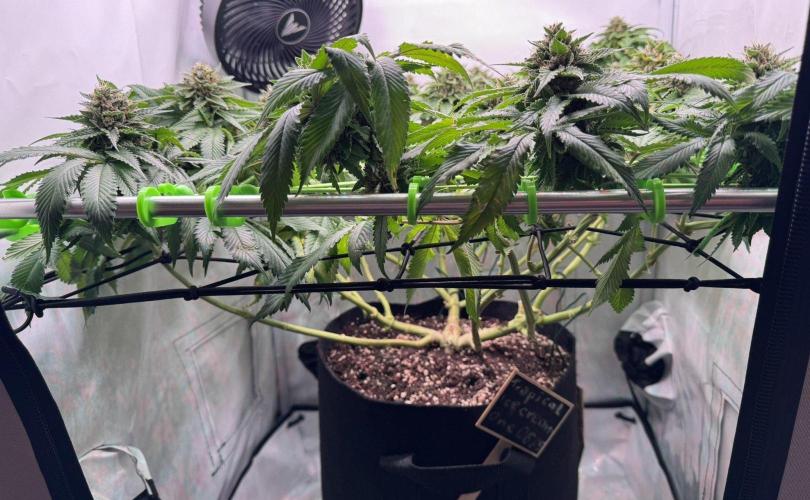 The Tropical Ice Cream One. Week 13